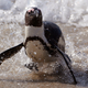 An African penguin comes out of the ocean at Boulders Beach, South Africa, in this file photo taken on August 27, 2015.